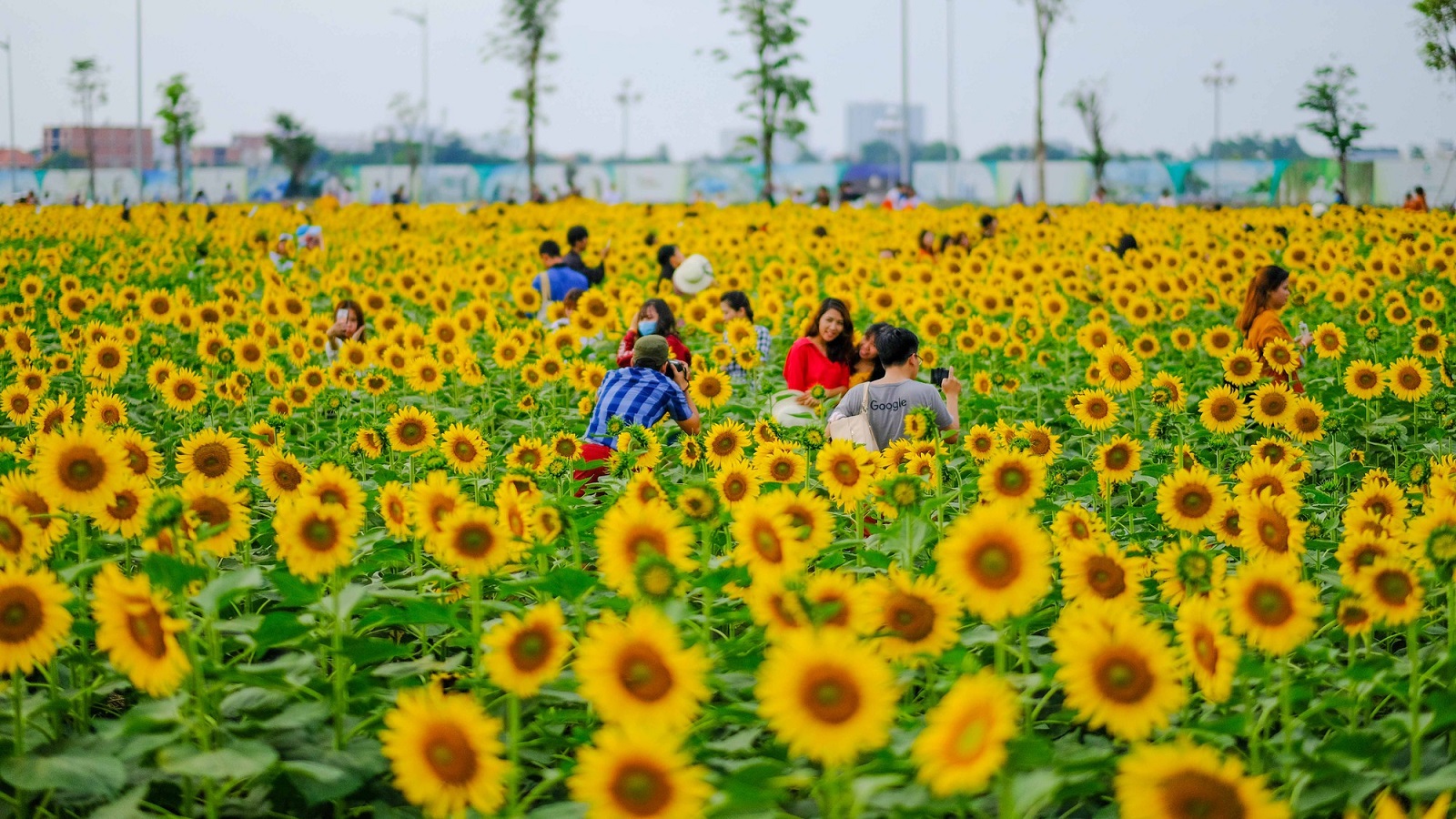 Hoa cưới lung linh